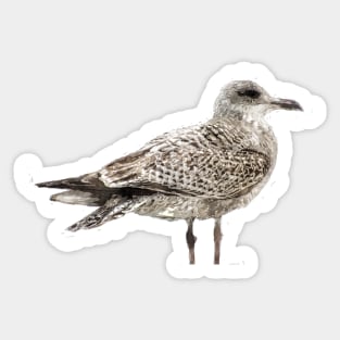 Brighton Gull Sticker